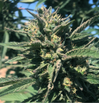 Cherry Bomb CBD Hemp Flower - Indoor