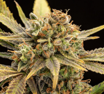 Sweet Rainbow CBD Hemp Flower - Indoor