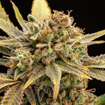 Sweet Rainbow CBD Hemp Flower - Indoor