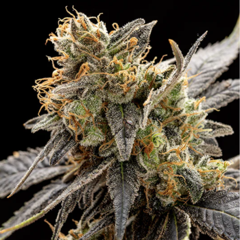 Rosella CBD Hemp Flower - Indoor