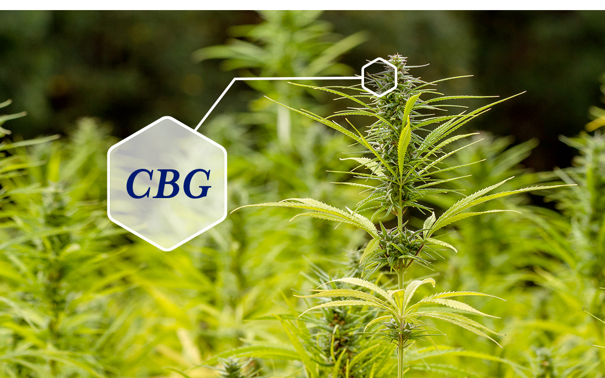 Common Cannabinoids: Cannabigerol (CBG)