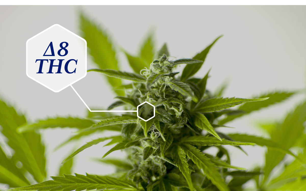 Common Cannabinoids: Tetrahydrocannabinol (Delta-8 THC)